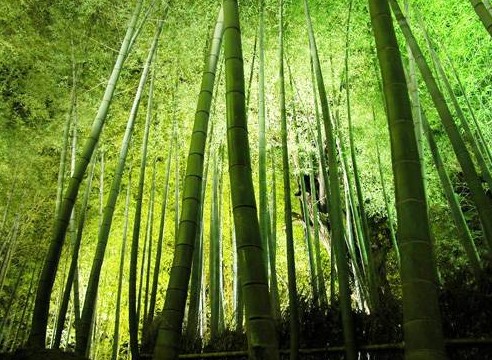 人生如竹,贵在坚持!——500天打卡日记